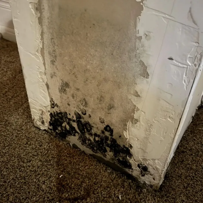 Professional Mold Removal in Eatonton, GA